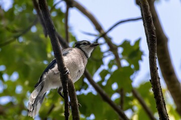 Closeup of a blue jay perched on a tree branch