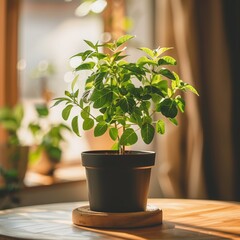 Young green plant in a black pot enjoying the golden hour light on a wooden table