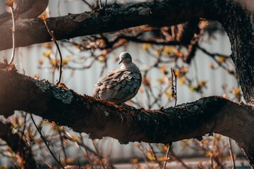 Closeup shot of a turtle dove settled on a tree on an autumn day