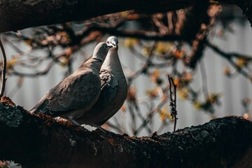 Closeup shot of a turtle doves settled on a tree on an autumn day