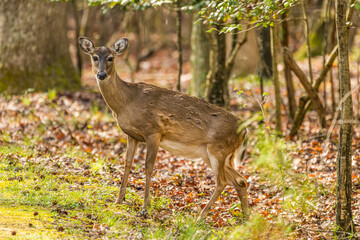 Whitetail Deer Walking Through the Woods