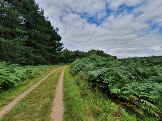 Beautiful shot of car tire tracks by lush ferns and pine trees