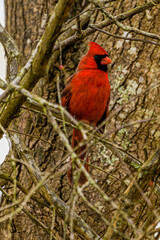Northern Cardinal Perched on a Limb