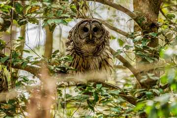Barred Owl Sitting in a Tree