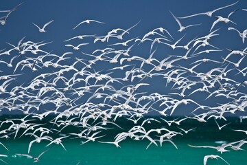 Closeup shot of beautiful gulls flying above the lake