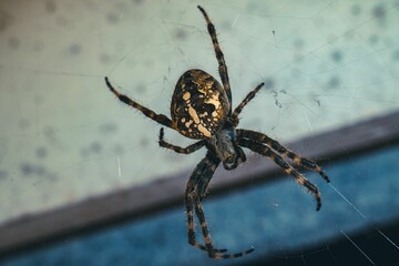 cross spider in the web