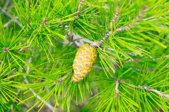 Branches and cone of Aleppo Pine, Pinus halepensis