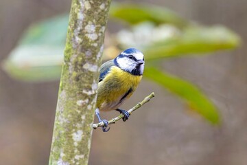 Closeup of a blue tit perched on the branch