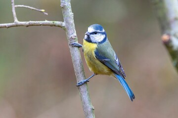 Closeup of a blue tit perched on the branch