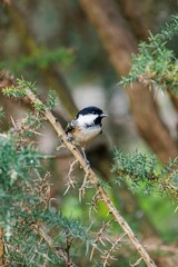 Obraz premium Vertical shot of a coal tit bird perched on a tree branch.