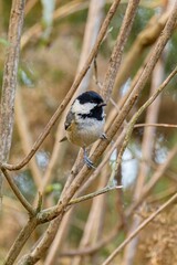 Vertical shot of a coal tit bird perched on a tree branch.