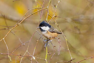 Coal tit bird perched on a tree branch.