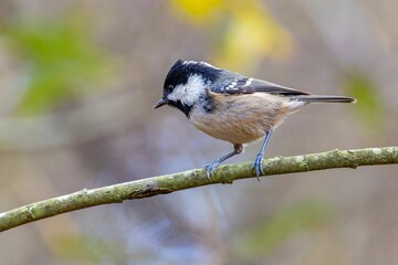 Closeup shot of the coal tit perched on the tree branch