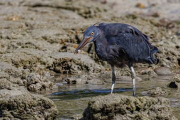 Closeup of a Pacific Reef Egret standing on a wet ground