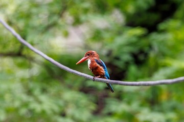 Closeup of a White Throated Kingfisher perched on a wood