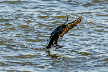 Common Cormorant Landing on the Water
