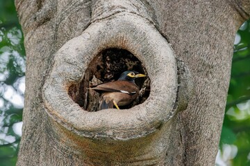 Closeup of a Common Myna perched on a wood
