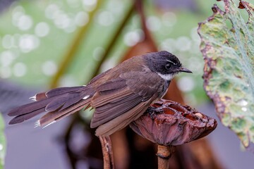 Closeup shot of the pied fantail bird with blurred background - obrazy, fototapety, plakaty