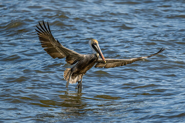 Brown Pelican Landing on the Water