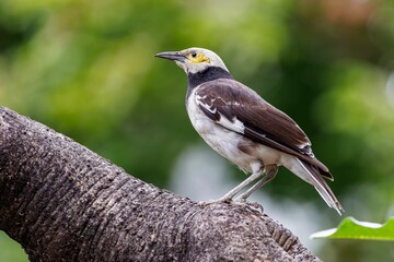Closeup shot of the black collared starling perched on the tree branch