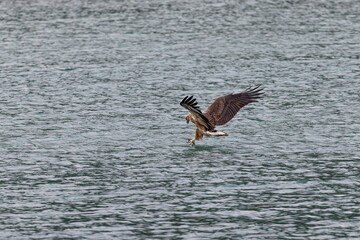 White-bellied sea eagle catching a bird from the sea