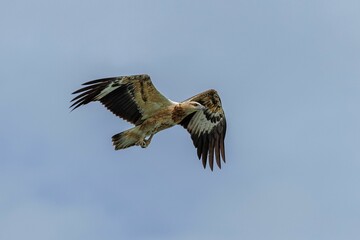 White-bellied sea eagle flying against a blue sky