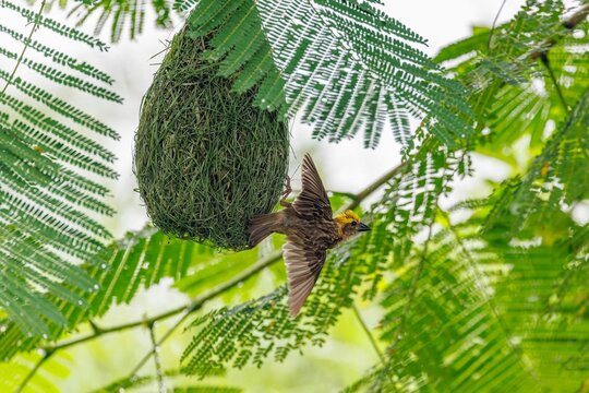 Closeup shot of the female baya weaver at nest hanging from the tree branch