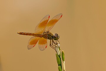 Closeup shot of the Ditch Jewel Dragonfly on the plant