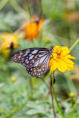 Closeup vertical shot of Glassy Tiger Butterfly on the yellow flower