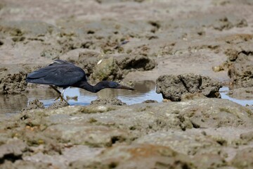 Pacific reef heron, Egretta sacra captured at the rocky beach in Koh Chang island in Thailand