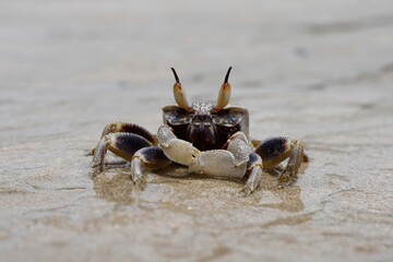 Soft focus of a ghost crab on a beach in Thailand