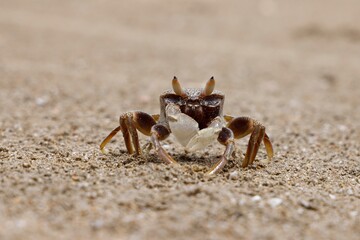 Closeup of a ghost crab on a sandy beach in Thailand