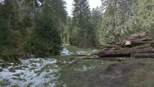Sentier forestier dans les Vosges et travail de bucheronnage &agrave; la sortie de l'hiver