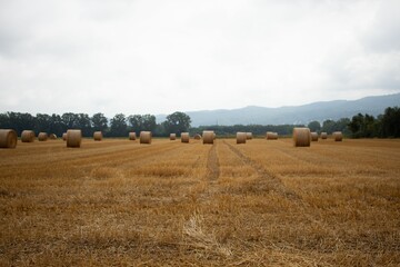 Hay rolls on the farm field