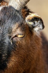 Closeup shot of a brown goat with its eyes close