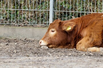 Brown cow lying inside the fence