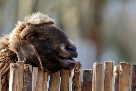 Head of the sheep on top of the bamboo fence