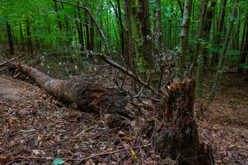 Naklejka na ściany i meble Cracked and fallen dead tree in the forest. Biodiversity concept