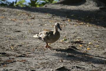 Closeup shot of a duck walking in the park in Hamburg, Germany
