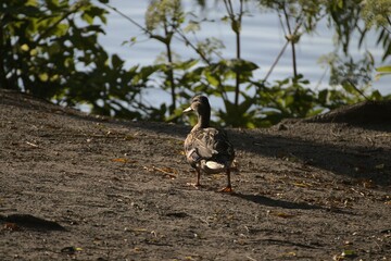 Closeup shot of a duck walking in the park in Hamburg, Germany