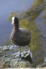 Vertical shot of a Eurasian coot bird on the shore of the lake