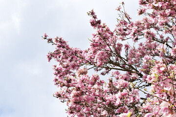 pink blooming magnolia tree in spring