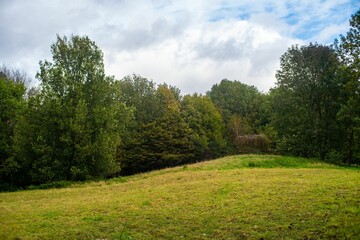 Scenic shot of a meadow during summer