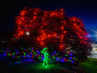 Fototapeta premium Outdoor Christmas Tree with festive lights lit at night