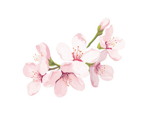 Cherry Blossoms flowers remove background , flowers, watercolor, isolated white background