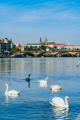 Group of swans swimming in a river next to a bridge in Prague Czech Republic on a sunny day