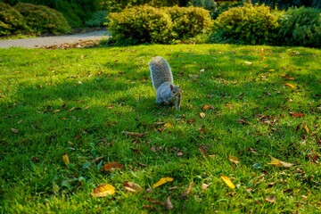 Closeup of a squirrel in a park