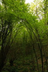 Lush forest vertical photo. Carbon neutrality concept background