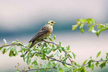 Zaunammer (Emberiza cirlus)  Männchen