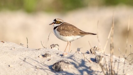 Closeup of a Plover bird perched on the sand